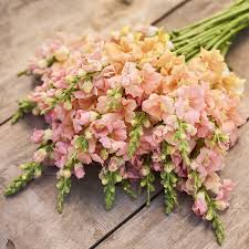 Chantilly Light Salmon Snapdragon Seeds | 1000+ Seeds | Antirrhinum majus | Tall Peachy-Salmon Blooms for Garden & Cut Flowers