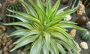 Agave Desmetiana Plant - 6-8” Smooth Variegated Cactus Succulent - Low-Maintenance Indoor/Outdoor Decor - Agave desmetiana ‘Variegata’