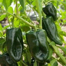 Ancho Poblano Pepper Seeds - 25 Heirloom Non-GMO Mildly Spicy Capsicum annuum for Flavorful Mexican Cuisine
