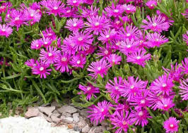 30x Unrooted Cuttings Magenta Delosperma cooperi Hardy Ice Plant | Vibrant Ground Cover, Easy Rooting for Gardens & Landscaping
