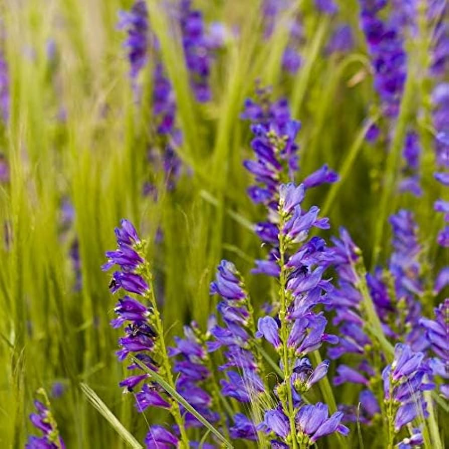50 Seeds Penstemon Acuminatus | Sand-dune Beardtongue | Native Wildflower | Drought Tolerant | Pollinator Friendly