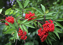 Red Elderberry Cuttings - 10 Unrooted Sambucus racemosa - Edible Berries, Wildlife Friendly, Native Shrub, Fast Growing