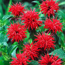 Cherry Red Monarda Bee Balm Plants (2-Pack) | Live Perennial Flowers | Vibrant Blooms | Pollinator Friendly | Monarda didyma
