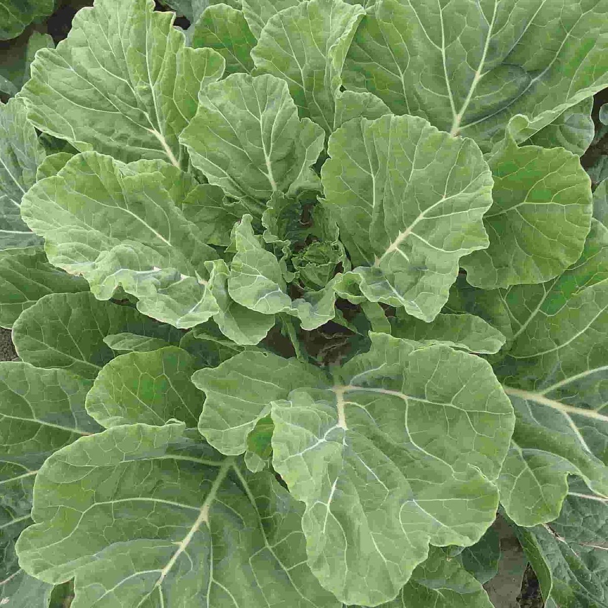 Georgia Collard Seeds - 2,000 Heirloom Non-GMO - Cold & Heat Tolerant Greens - Brassica oleracea var. viridis