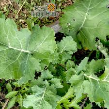 300 Seeds Kale Dwarf Siberian Improved Non-GMO Brassica oleracea | Heirloom Winter Greens for Home Gardens