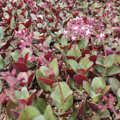 Crassula streyi 'Pondo Cliff' Cutting in 4" Pot - Unique Foliage Succulent with Burgundy Underside - Easy Care Plant