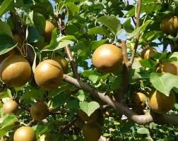 Korean Giant Asian Pear Scion - 3 Cuttings for Grafting, Edible Fruit Tree, Pyrus pyrifolia