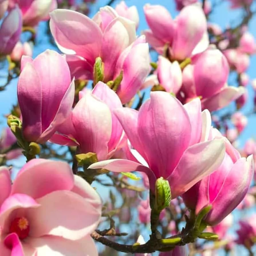 Saucer Magnolia Starter Plant | 6-12 Inch Bare Root Sapling | Pink-White Blooms | Magnolia x soulangiana | Zones 4-9