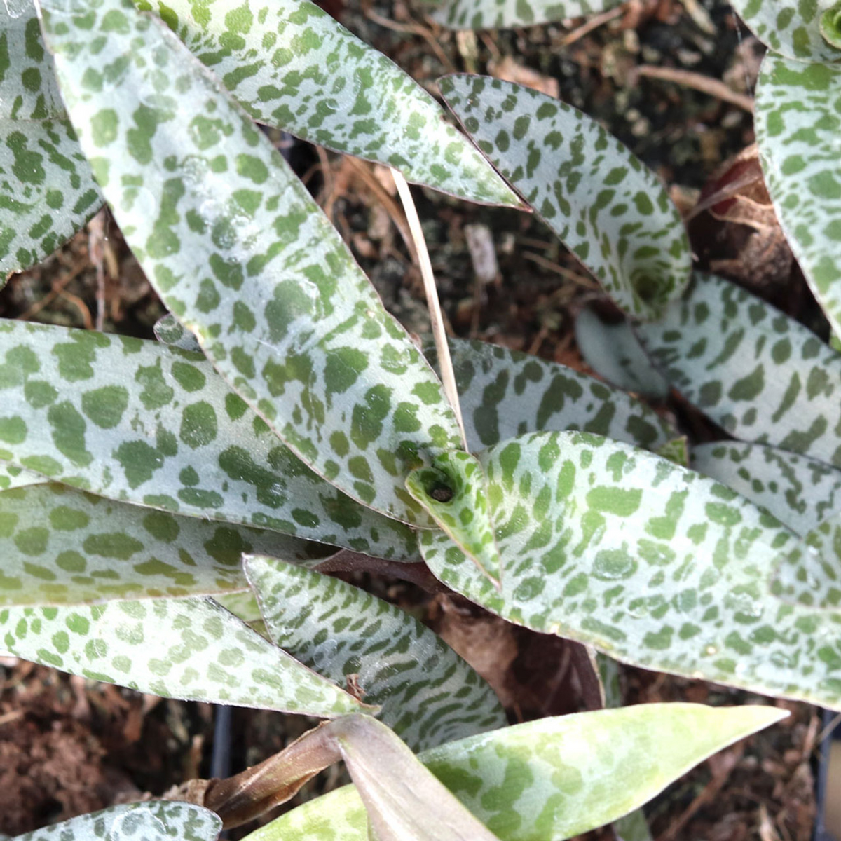 Bare Root Succulent Plant | 1 Ledebouria socialis ‘Silver Squill’ | Silver-Spotted Leaves, Drought-Tolerant, Low-Maintenance