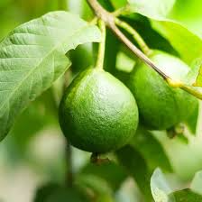 20 Sweet Yellow Egyptian Guava Seeds - Psidium Guajava - Easy to Grow Tropical Fruit Tree for Home Gardens