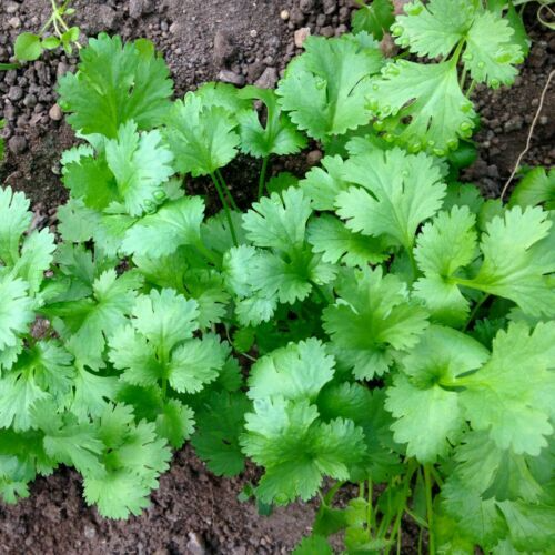 Cilantro Seeds 1g Heirloom Variety, Fast Growing Coriandrum sativum, Flavorful Leaves for Garden & Container