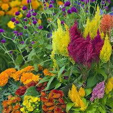 Pampas Plume Mix Celosia Seeds - Colorful Feathery Plumes (Celosia argentea) - 50-1000 Seeds for Vibrant Gardens
