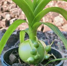 5 Bare Root Albuca bracteata 'Pregnant Onion' Plants | Unique Bulbous Succulent | Easy Care Indoor/Outdoor Houseplant
