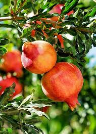Pomegranate Cuttings 6ā - 7 Live Unrooted Cuttings - Punica Granatum - Fast-Growing, Drought-Tolerant, Sweet Red Fruits
