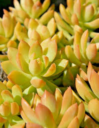 2" Bare Root Sedum adolphi ‘Golden Glow’ Succulent - Vibrant Yellow-Green Foliage, Low-Maintenance Indoor/Outdoor Plant