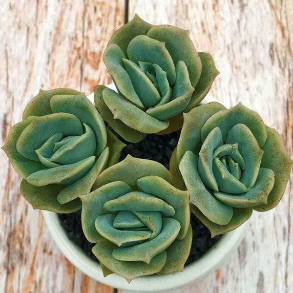 5 Echeveria 'Lovely Rose' Succulent Plants in 2" Pots | Rose-Like Mini Succulents for Gifts & Decor | Fully Rooted