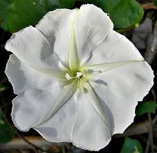 25 Seeds Moonflower White Night Flowering Vine, Fragrant Blooms, Ipomoea alba, Non-GMO, Moth Pollinator, Easy to Grow