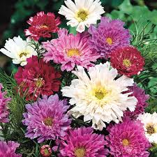 200+ Cosmos Seeds - Double Click Mixed, Frilly Blooms in Pink, White & Rose - Cosmos bipinnatus - Garden Planting