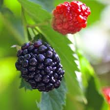 Bare Root Blackberry Plants - 5 Triple Crown Thornless, Sweet Fruit, Rubus fruticosus, High Yield, Easy to Grow