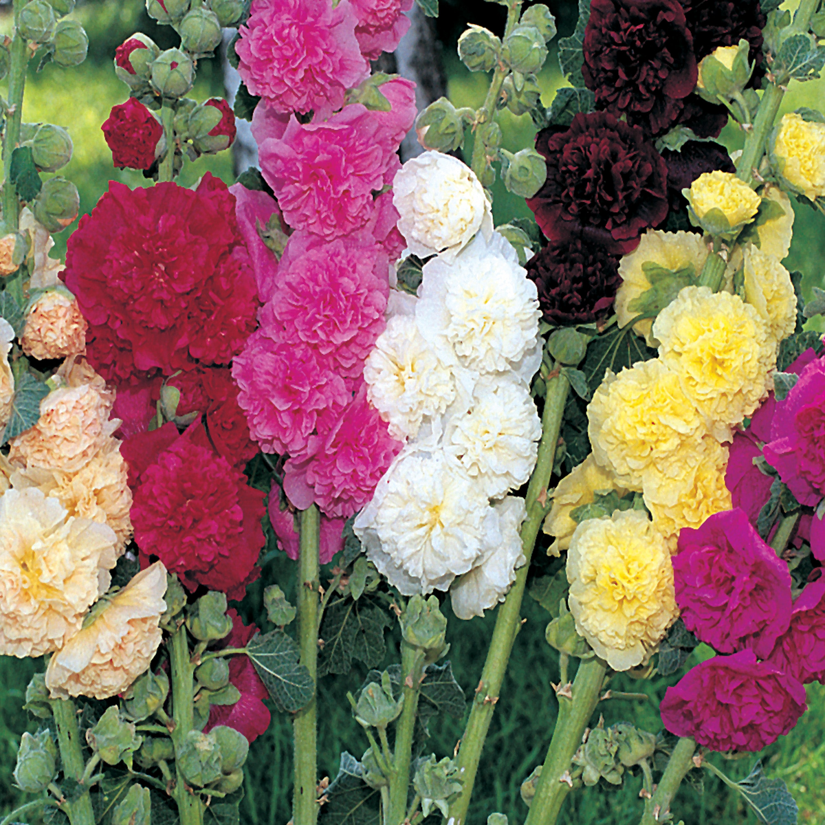 500 Seeds Summer Carnival Mix Hollyhock, Ruffled Double Blooms, Pollinator-Friendly, Alcea rosea