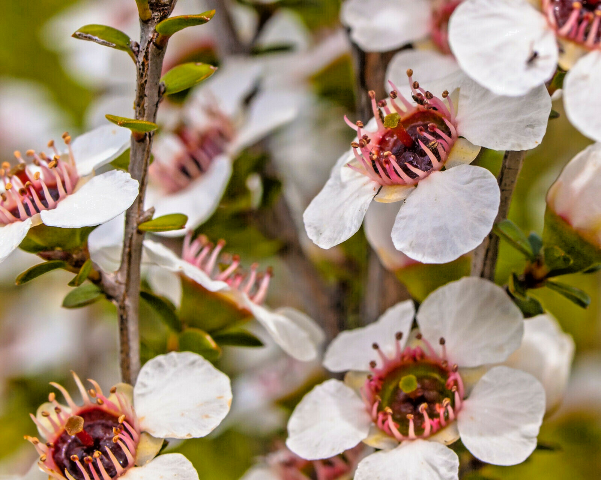 100 Manuka Tea Tree Seeds - Leptospermum scoparium - Hardy Aromatic Honey Bush - Grow Your Own Manuka Honey - New Zealand