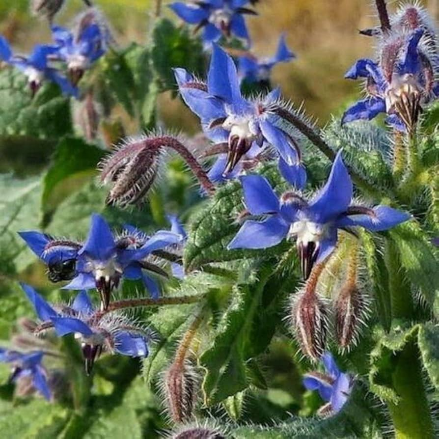 Borage Seeds 100 Count - Heirloom Herb for Pollinator Gardens & Edible Flowers - Borago officinalis - Blue Star-Shaped Flowers