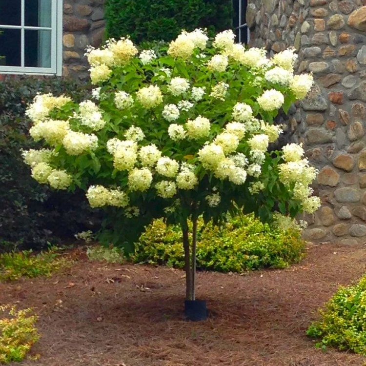 8 Unrooted Cuttings Limelight Hydrangea Paniculata - Fresh Clones for Rooting, Garden Perennials, Live Plant Cuttings