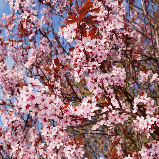 Prunus Cerasifera Cherry Plum Cuttings, 3 Unrooted 6” Plants, Dark Purple Foliage, Fragrant Pink Flowers, Edible Fruit