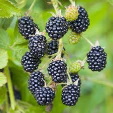 California Blackberry Plant - Live Bare Root Organic 10-15" - Rubus ursinus - Sweet Tangy Fruit for Home Garden