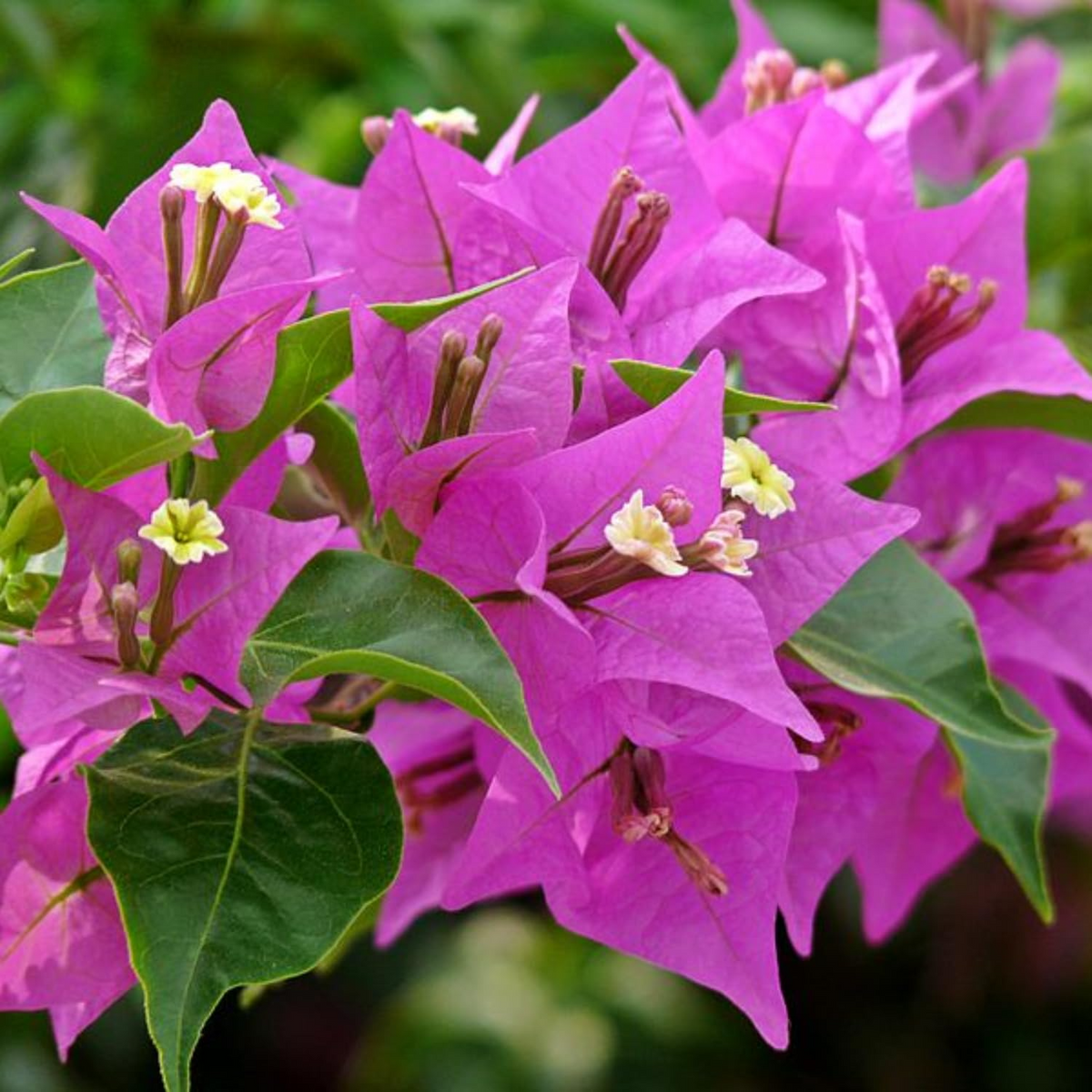 Purple Bougainvillea Starter Plant - 5-7 Inches - Vibrant Tropical Blooms - Bougainvillea glabra - Ideal for Gardens & Trellises