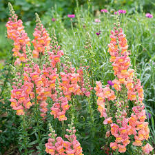 Snapdragon Seeds - 1000+ Potomac Orange Antirrhinum majus - Vibrant Tangerine Blooms for Garden & Cut Flowers