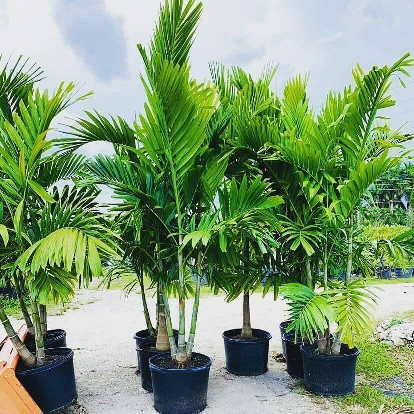 6 Alexander Palm Seedlings | 4-7" Bare Root | Tropical Self-Cleaning | Easy-Care Landscaping | Live Starter Plants
