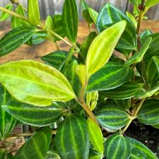 Peperomia Funky Frog Cuttings - 4" Unrooted Variegated Beetle Radiator Plant (Peperomia angulata) - Pet-Friendly Indoor Houseplant