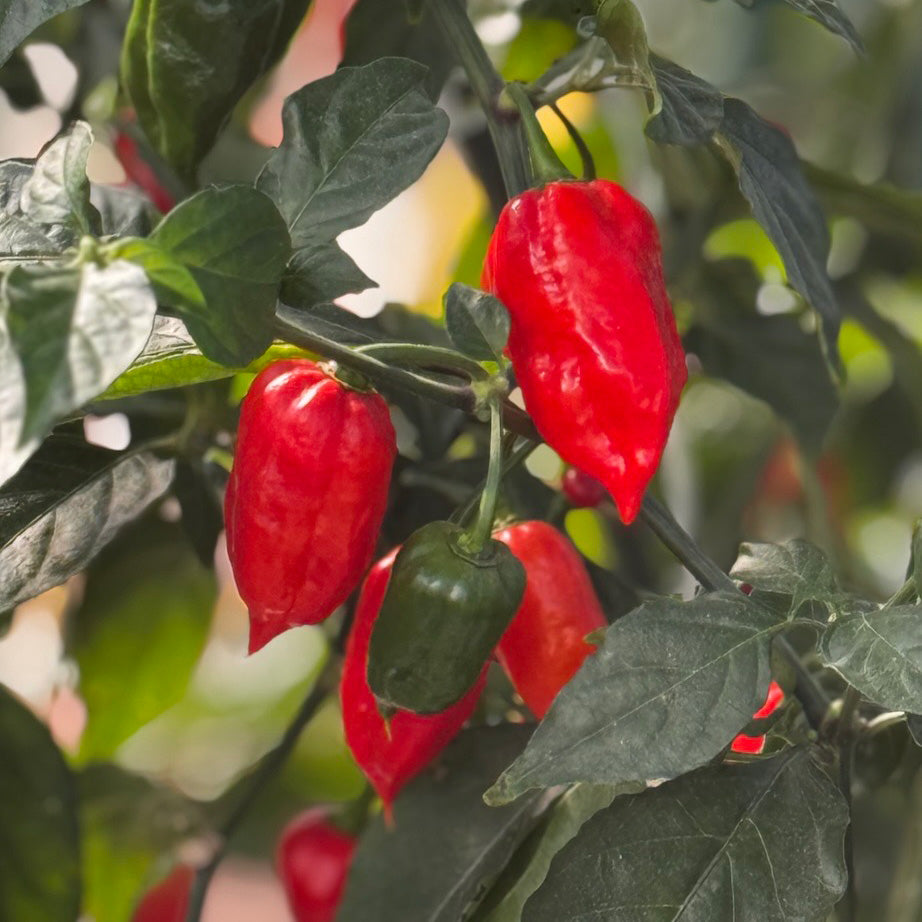 Ghost Pepper Seeds - 20 Pack Bhut Jolokia, Super Hot Chili, Capsicum chinense, Heirloom for Hot Sauce & Spicy Dishes