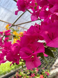 Fuchsia Bougainvillea Cuttings - 7 Live 6" Unrooted Cuttings - Bougainvillea spectabilis - Vibrant Flowering Vine for Garden