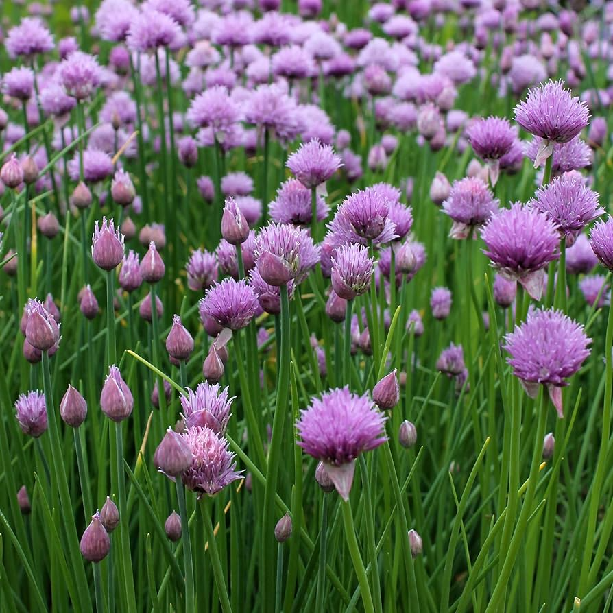 500 Garlic Chive Seeds - Heirloom Herb, Edible Leaves & Flowers, Perennial Allium tuberosum for Easy Home Gardening