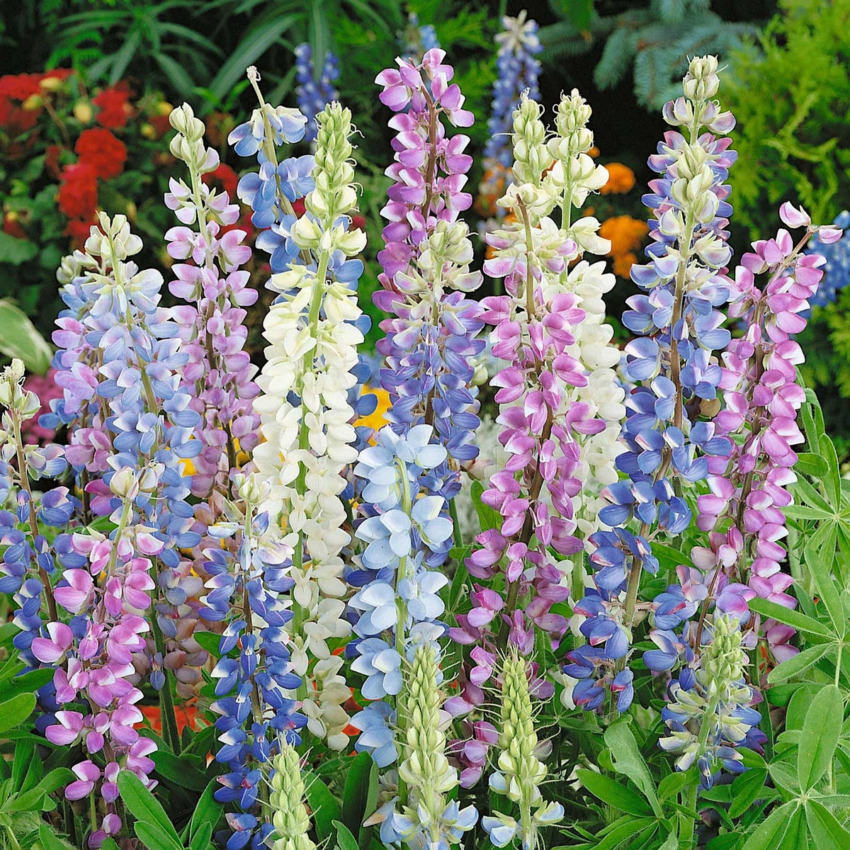 25+ Lupine Seeds - Hartwegii Mix - Colorful Spiked Blooms - Pollinator-Friendly - Lupinus hartwegii - USA