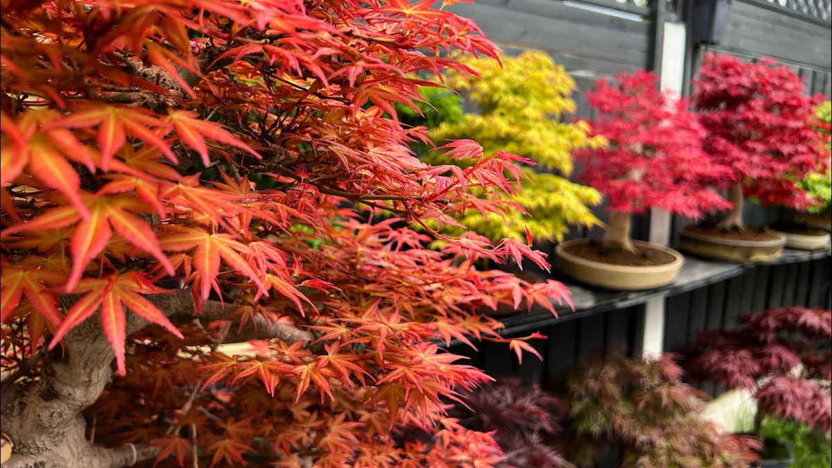 10 Seeds Acer Tegmentosum (Tiger Striped Maple) - Hardy Ornamental Tree for Landscaping & Bonsai - Unique Bark