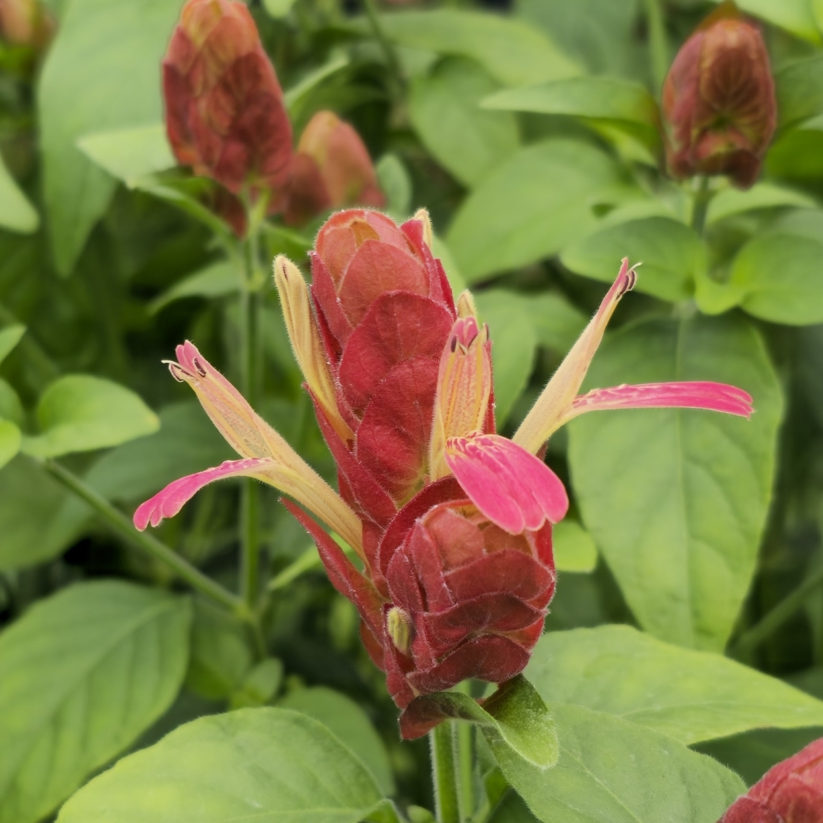 Justicia brandegeeana Starter Plant - Red Maroon Shrimp Blooms - Tropical Mexican Shrimp Plant for Gardens & Containers