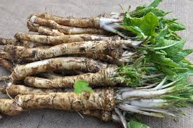 Horseradish Roots for Planting - Large Crowns Armoracia rusticana - Perennial Edible Plant - DIY Gardening Gift