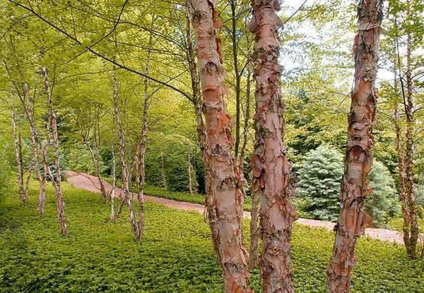 Live Bare Root Copper River Birch Tree, 2-3 ft, Betula nigra, Hardy Ornamental Shade Tree for Gardens and Landscapes
