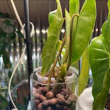 Philodendron Cutting 5-7" Unrooted Burle Marx - Tropical Houseplant with Unique Green Foliage for Indoor Decor - Philodendron Burle Marx