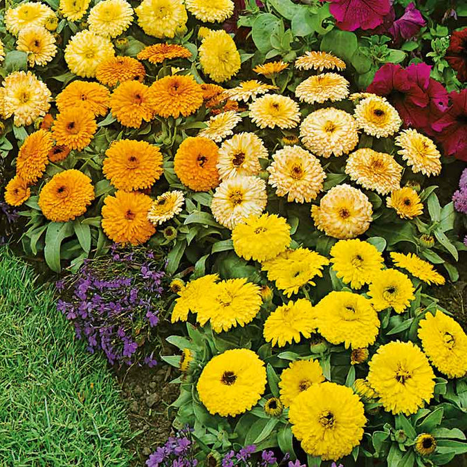 Fiesta Gitana Calendula Seeds | Non-GMO | Edible Orange, Yellow, Gold Blooms | Calendula officinalis | 50-1,000 Seeds
