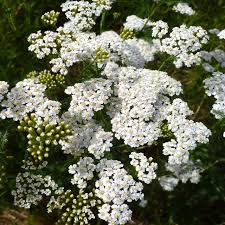500 Seeds White Yarrow Wildflower, Achillea Millefolium, Hardy Perennial, Drought-Tolerant, Pollinator-Friendly