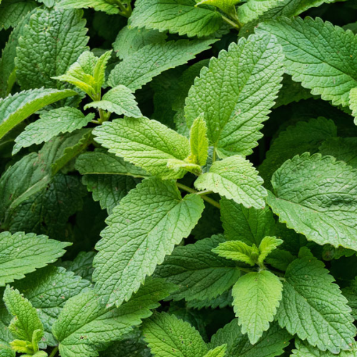 Spearmint Herb Seeds 30 mg - Mentha spicata | Fresh Culinary Mint for Tea & Planting