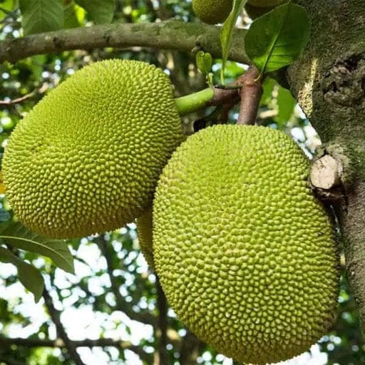10 Fresh Red Jackfruit Seeds - Artocarpus heterophyllus - High Germination Rate - Tropical Fruit Tree Seeds for Easy Growing
