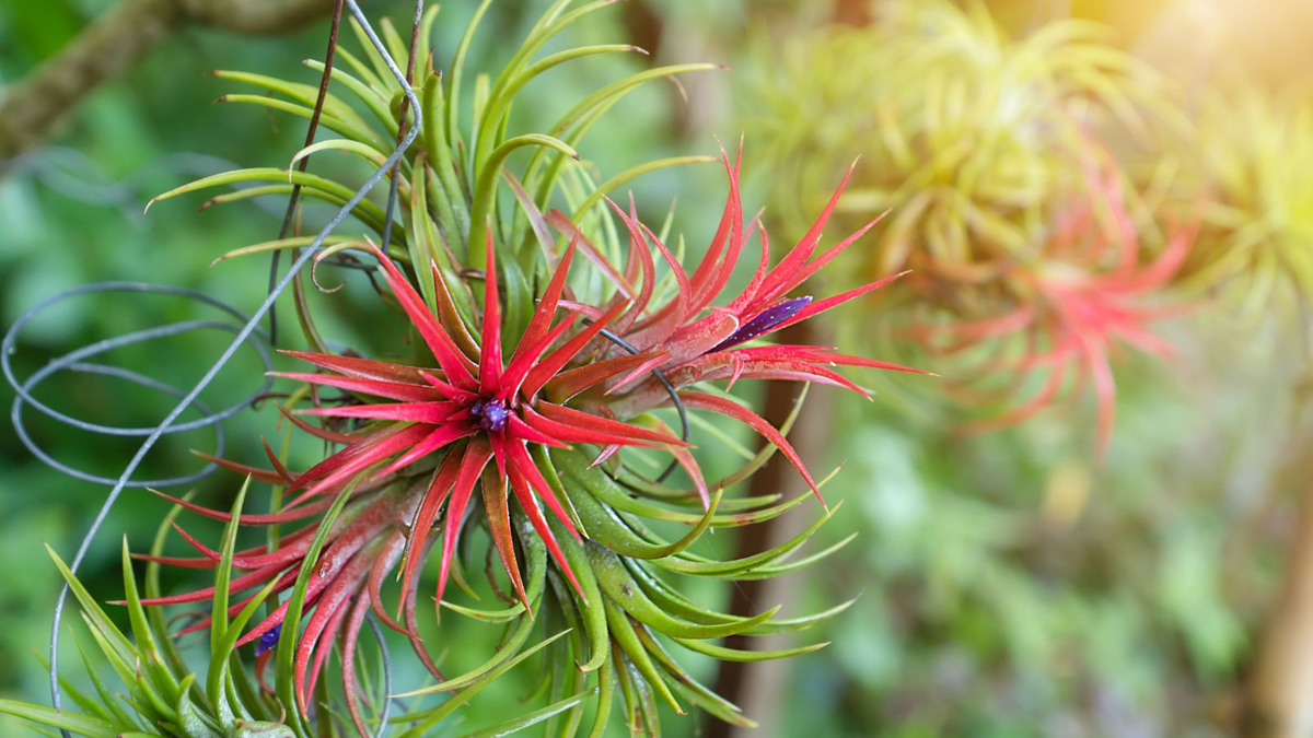 5 Bare Root Ionantha Fuego Red Air Plants, Exotic Variety, Tillandsia - Low Maintenance Indoor Decor