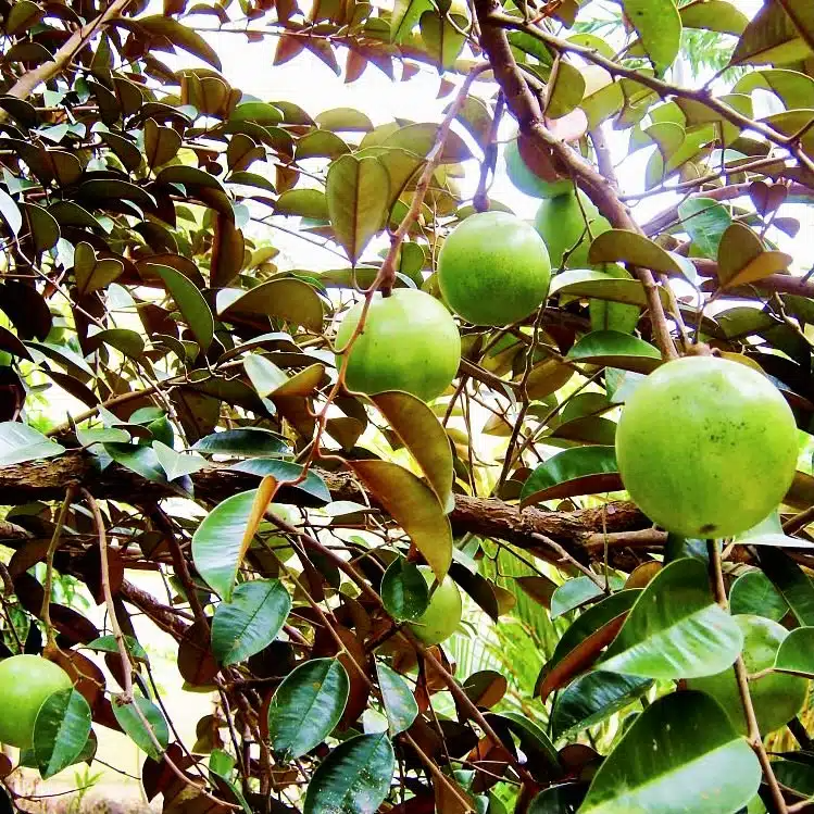 Live White Star Apple Starter Plant 12"-24" - Tropical Caimito Fruit Tree (Chrysophyllum cainito) for Home Garden & Orchard