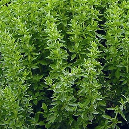 Greek Oregano Seeds 2000 Count - Aromatic Culinary Herb (Origanum vulgare subsp. hirtum) for Gardens & Pots