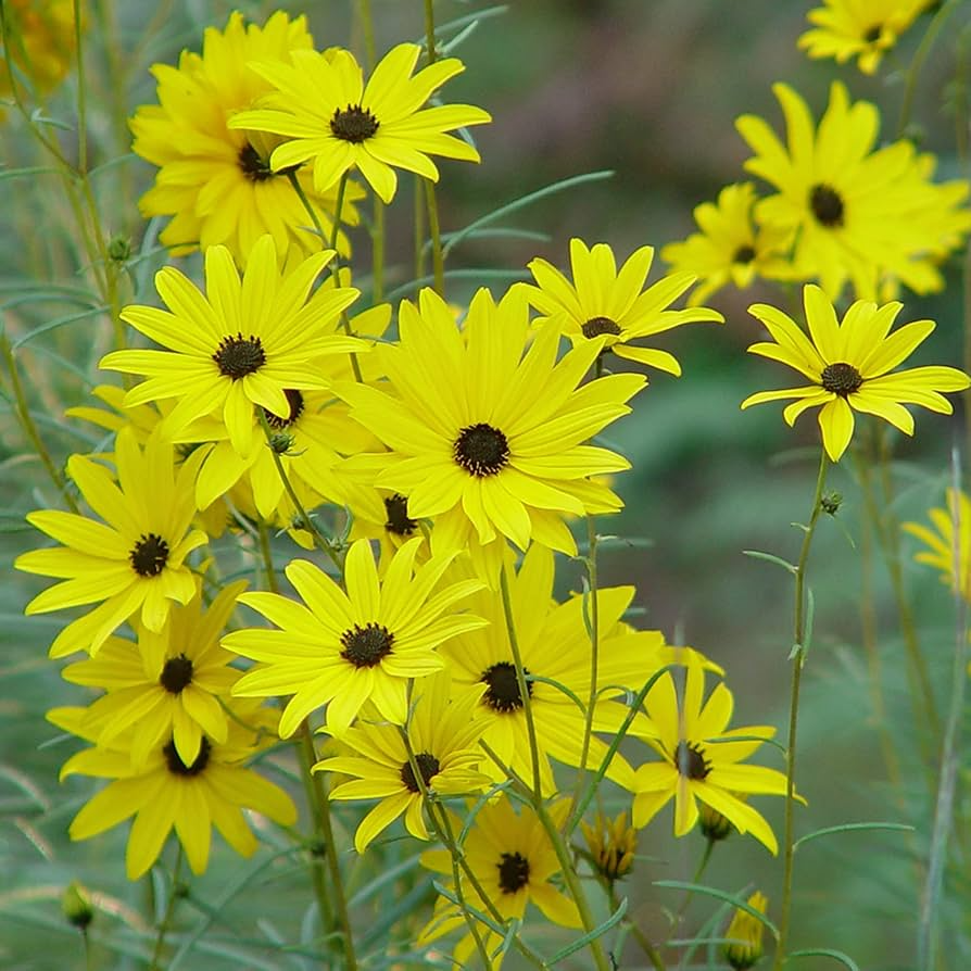 Swamp Sunflower Seeds | 200 Count | Helianthus angustifolius | Bright Yellow Wildflower | Pollinator Magnet | Non-GMO